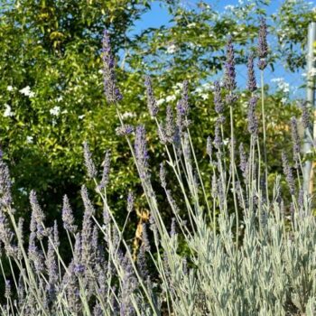 Λεβάντα και δεντρολίβανο: Δύο όμορφα και εύκολα φυτά που αγαπούν οι μέλισσες