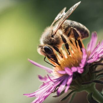 Γιατί όλοι εξαρτώμαστε από την επιβίωσή της μέλισσας;
