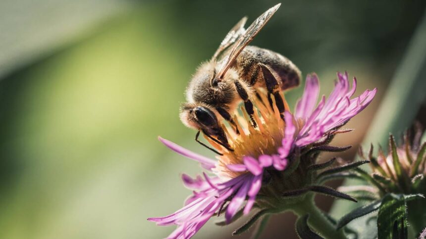 Γιατί όλοι εξαρτώμαστε από την επιβίωσή της μέλισσας;